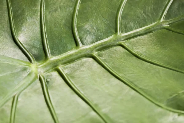 Tropické decorativ rostlina listy, makro fotografii světle zelený list, přírodní vzor, exotické botanické pozadí — Stock fotografie