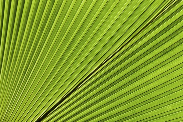Tropikalne Palma liść. Streszczenie tekstura naturalne, egzotyczne geometryczne tło zielony — Zdjęcie stockowe