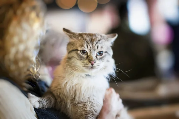 Frightened fluffy homeless cat in hands of girl volunteer in shelter for homeless animals. Girl takes cat to her home. Concept of humanity, kindness