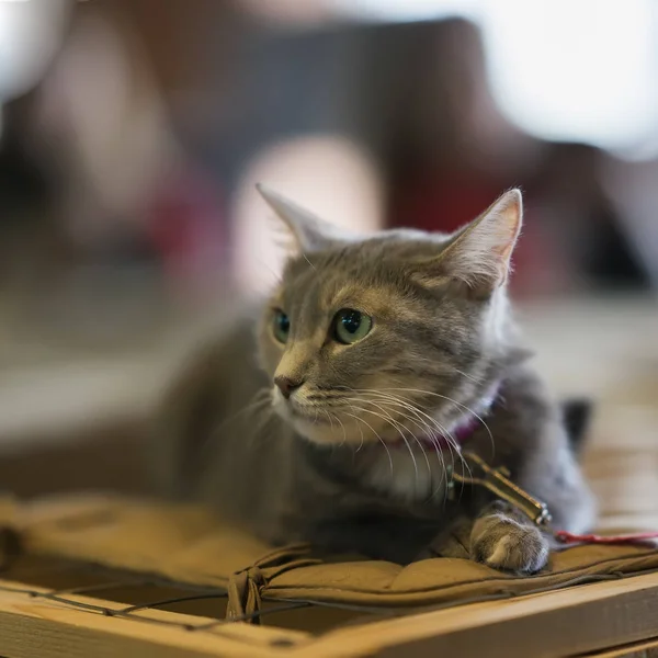 Ängstliche obdachlose Katze mit verängstigtem Blick, die auf einem Käfig im Tierheim darauf wartet, dass ihn jemand adoptiert. Konzept von Menschlichkeit, Freundlichkeit und Freundschaft — Stockfoto