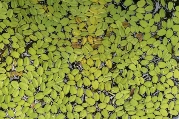 新鲜水族馆漂浮植物, 在水上的浮萍, 矮水莴苣, 自然图案, 异国情调的植物背景 — 图库照片