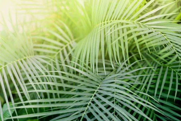 Τροπικό φύλλο φυτού Phoenix με φως. Αφηρημένη υφή, φυσική εξωτική ζούγκλα καταπράσινο φόντο — Φωτογραφία Αρχείου