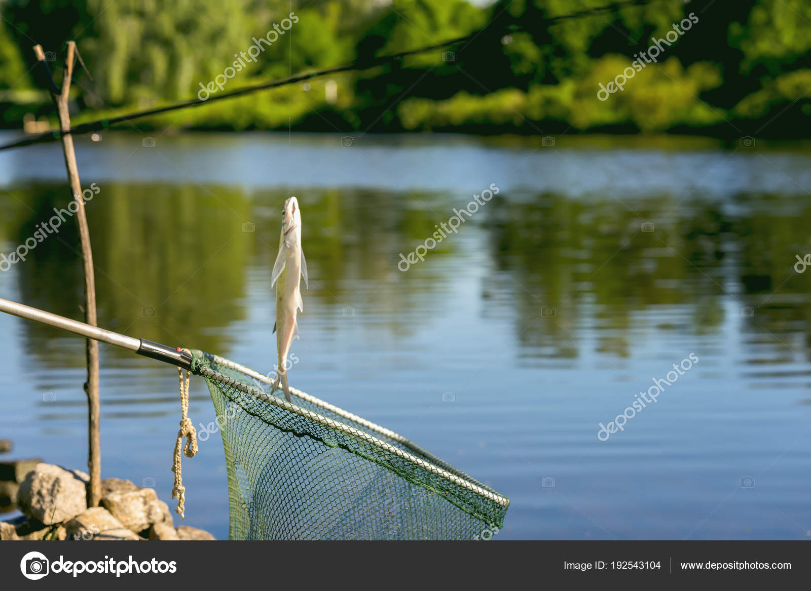 Freshwater fish just taken from water on fishing line over at landing net  against natural landscape, outdoor water. Concept active rest, hobbies,  countryside relaks Stock Photo by ©SvetlanaIs 192543104