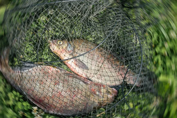 Dois bream em uma rede de pesca close-up, pesca bem sucedida. Natural Yin e Yang. Símbolo de unidade e controle de duas energias opostas, interação de opostos extremos — Fotografia de Stock