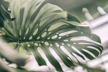 Tropikal doğal Monstera doku ile bırakır. Split-yaprak bitkiyi, tropikal bitki örtüsü. Soyut doğal desen, egzotik botanik arka plan