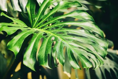 Tropikal doğal yeşil Monstera yaprakları doku ile delikli. Split-yaprak bitkiyi, tropikal bitki örtüsü. Soyut doğal desen, egzotik botanik arka plan