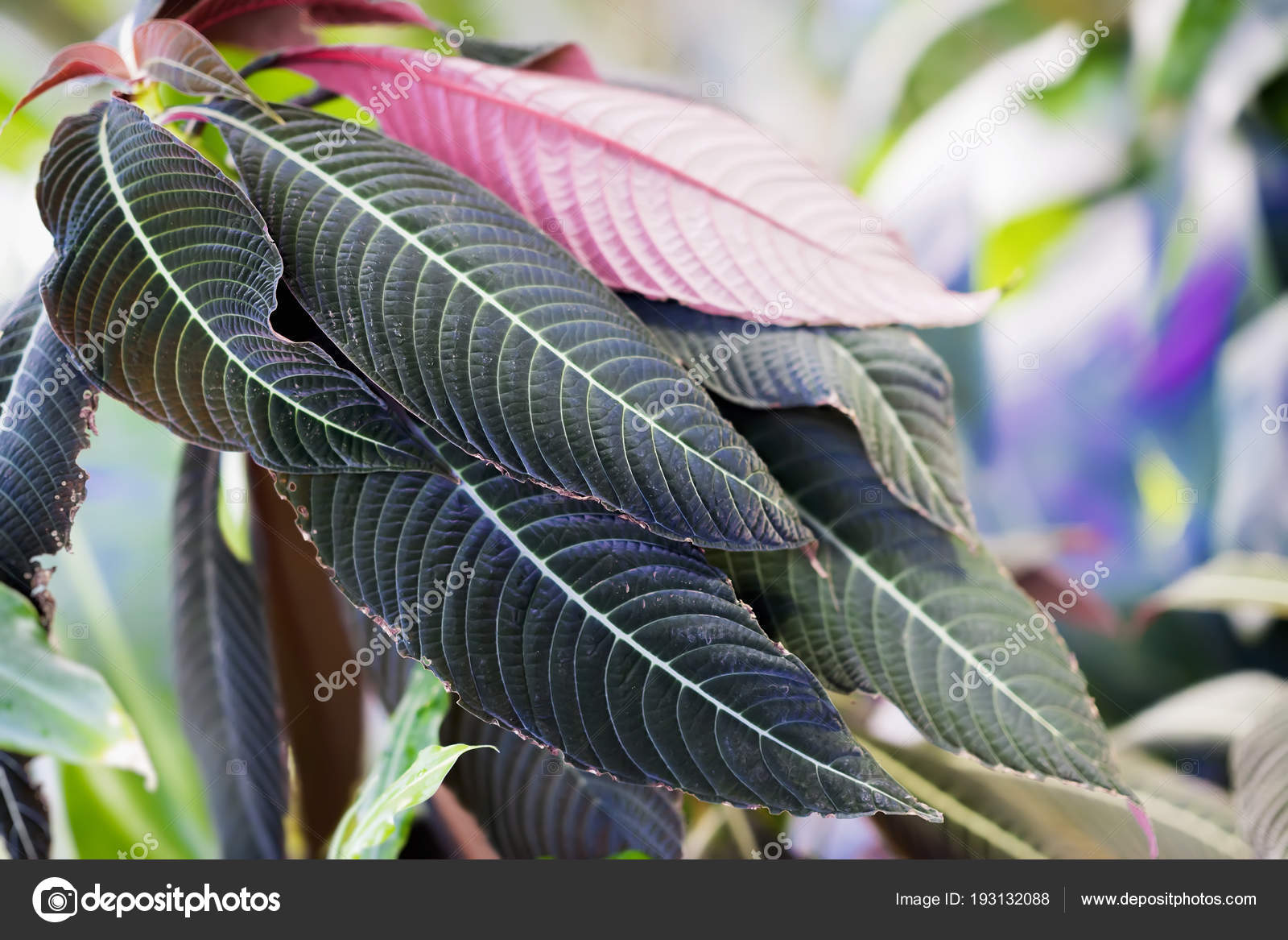 Fogliame Variopinto Ornamentale Pianta Tropicale Bicolor