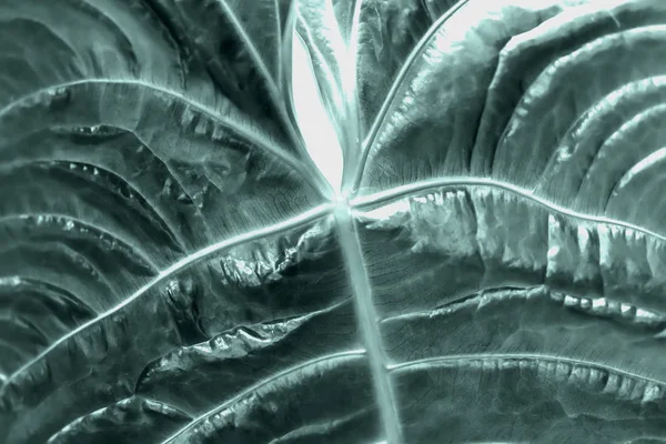 Abstraktní zelené tropické textury listů, makro fotografii tmavě zelené listy. Přírodní vzhled, povrch exotické rostliny — Stock fotografie