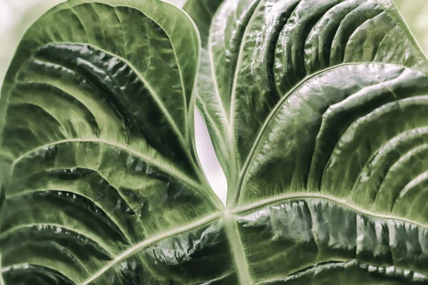 Přírodní zelené tropické textury listů, makro fotografii tmavě zelené listy, čerstvé exotické rostlinné vzor, pozadí — Stock fotografie