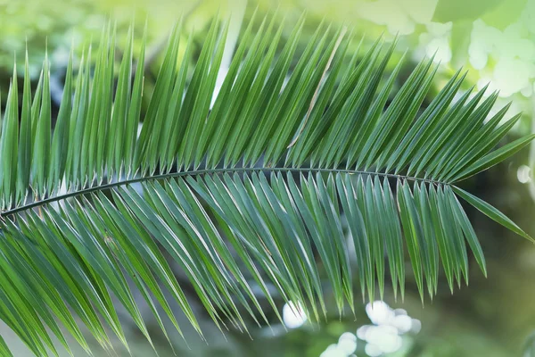 Tropikalny liść roślina Phoenix z bokeh, jasny, słoneczny dzień. Streszczenie tekstura, podłoże naturalne dżungla egzotyczny zielony — Zdjęcie stockowe