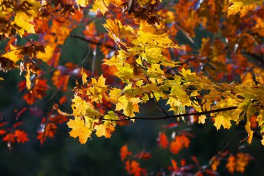 Yakın çekim canlı renkli sonbaharın güzel manzaralı, akçaağaç, koyu arka plan üzerinde meşe dalları. Sonbahar geldi, sonbahar renkleri, gerçek güzellik