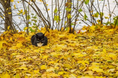 Sıcak Sonbahar güneşli gün. Parkta düşmüş parlak yapraklarda dinlenme sevimli siyah kedi