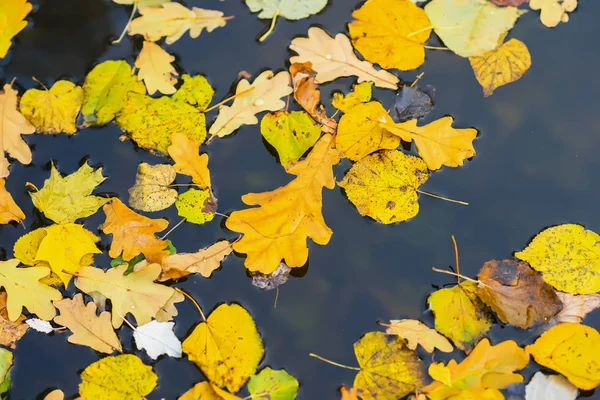 Wiele autumn odchodzi od dąb, klon, wiąz, brzozy, topoli na zimnej wody niebieski, żółty na niebiesko. Koncepcja nadchodzi jesień. Widok z góry. Nowoczesne tła, tapety lub transparent projekt — Zdjęcie stockowe