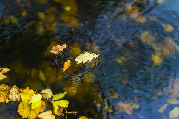 Farbenfrohe Herbstblätter in Nahaufnahme auf kaltem blauem Wasser, gelb auf blauem, Kreiswellen auf Wasseroberfläche. Herbst kommt. moderner Hintergrund, Tapeten oder Banner-Design — Stockfoto