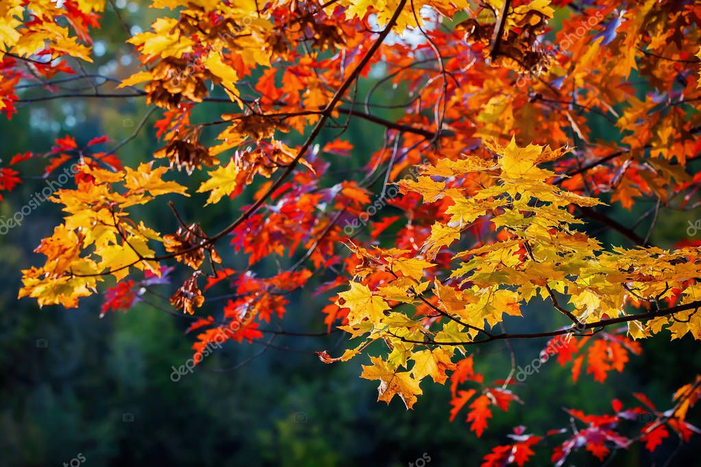 Close-up of scenic of beautiful vivid colorful autumn maple and oak ...