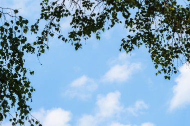 Açık mavi gökyüzü ve hafif kabarık beyaz bulutlar ağaç dalları yeşil yaprakları ile çevrili. Metninizi herhangi bir konuda için özel yer