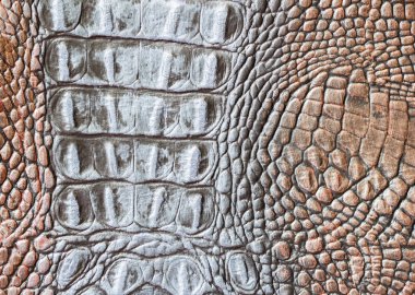 Hakiki deri dokusuna deri yakın çekim, squama altında kabarık bir açık kahverengi sürüngen, timsah, eğilim egzotik arka plan