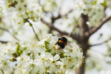 Mavi gökyüzü beyaz çiçekli vişne dallarında. Bumblebee çiçek.