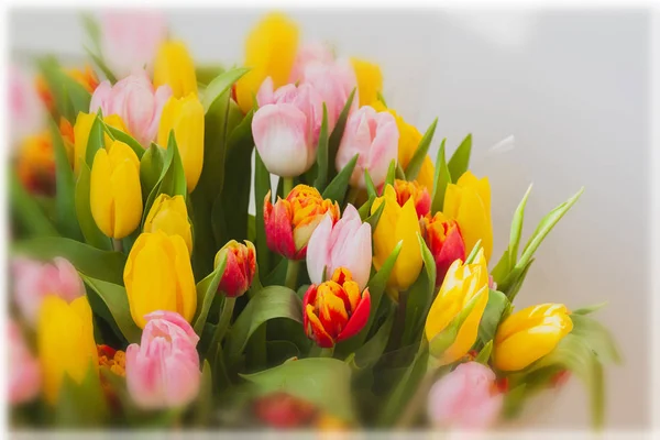 Flowers tulips. Colored bouquets of tulips. Greeting card for all occasions, especially spring. Selective focus. For romantic background , backdrop, substrate, composition use.