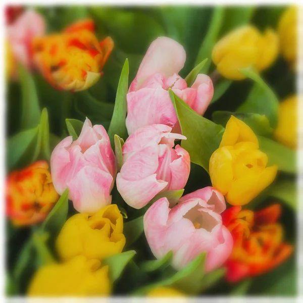 Flowers tulips. Colored bouquets of tulips. Top view. Greeting card for all occasions, especially spring. Selective focus. Square