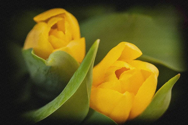 Flowers yellow tulips close-up. Cocept of Womens Day, Mothers Day, Valentines day, 8 march, holiday card for all occasions, especially spring — Stock Photo, Image