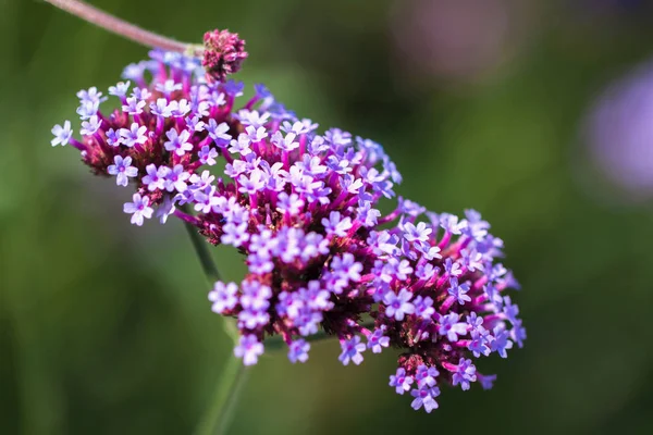 Flores púrpuras vívidas de cerca. Concepto de hermosa naturaleza, fondo de verano. Estaciones, jardinería, flores admiradoras — Foto de Stock