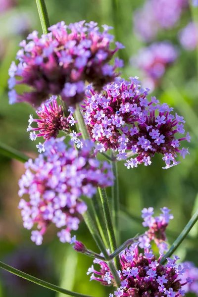 Flores púrpuras vívidas de cerca. Concepto de hermosa naturaleza, fondo de verano. Estaciones, jardinería, flores admiradoras. Vertical — Foto de Stock