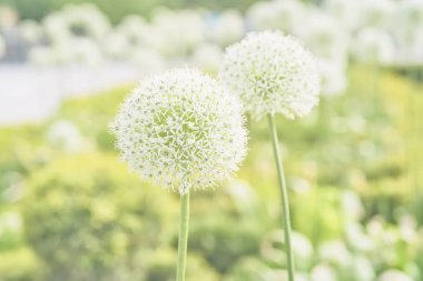Allium close-up, white flowers, sunny day in park, soft light summer background clipart