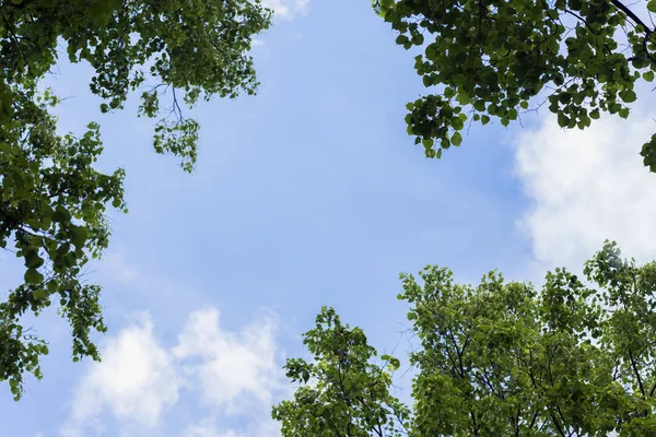 Φυσικό πλαίσιο, φόντο του ουρανού μπλε και πράσινα φύλλα, άνοιξη, καλοκαίρι. Θέση για το κείμενο — Φωτογραφία Αρχείου
