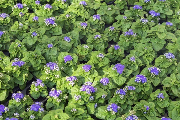 花坛的幼花幼苗, 盆里有紫色的花朵。美丽的季节性花卉背景为不同的主题 — 图库照片