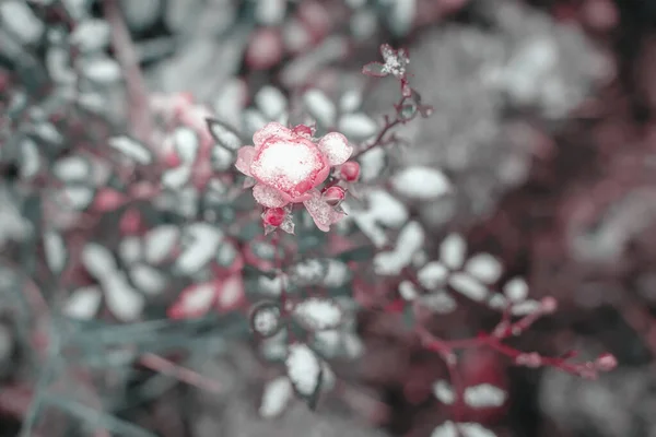 最初の雪の下で繊細な若いピンクのバラの芽. — ストック写真