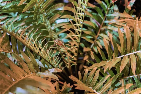 Młode, tropikalne gałęzie palmy z bliska w pomarańczowych kolorach, naturalna faktura. Nowoczesne egzotyczne tło botaniczne — Zdjęcie stockowe