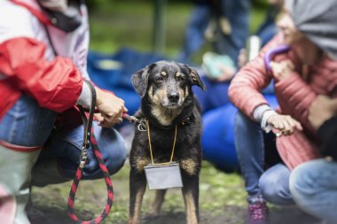 Barınaktaki şirin siyah köpek, sahibini bulmaya gönüllü kızlar arasında umut dolu gözlerle yardım ediyor. Evsiz hayvan sorunu kavramı.