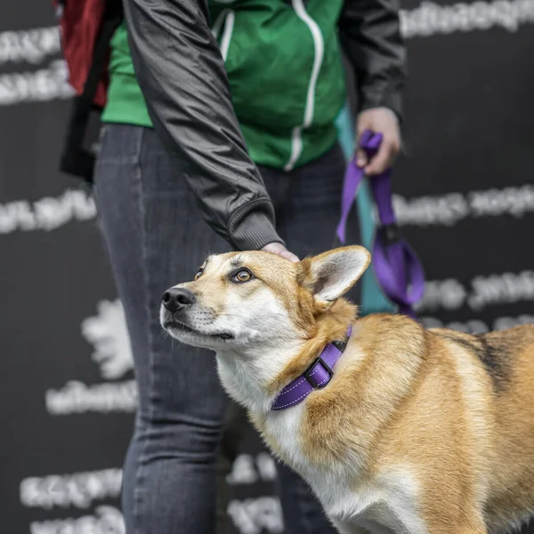 Müstakbel sahibini bekleyen bir kızın şefkatli ellerinde hüzünlü umut dolu gözlerle barınaktan bir köpek. İyilik ve dostluk kavramı — Stok fotoğraf