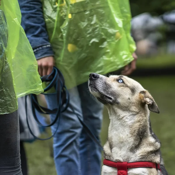 Barınaktan sevimli, zeki bir köpek. Umut dolu üzgün gözleri var. Bekleyen nazik bir sahibi var. Evsiz hayvanların sosyal sorunu kavramı — Stok fotoğraf