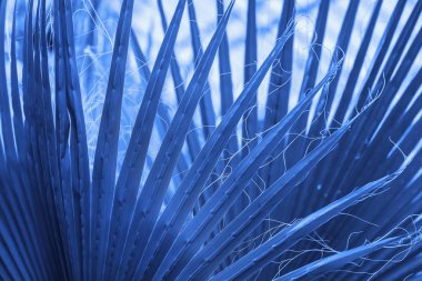 Tropik taze palmiye dalları. Soyut doğal doku, egzotik arkaplan