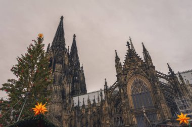 Meşhur Köln Katedrali 'nin manzarası yakınlardaki bir Noel pazarındaki köknar ağacı dallarından geçiyor.