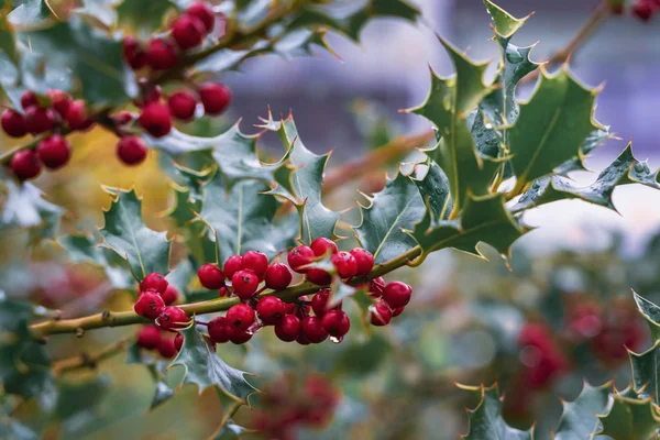 Evergreen dalları yeşil yapraklar ve kırmızı meyveler. Ilex aquifolium Noel süslemesi