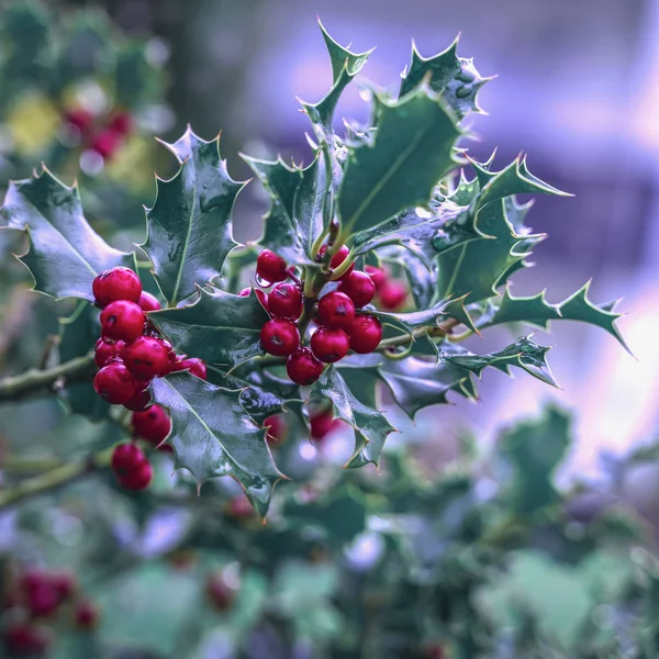 상록수 잎 과붉은 열매. Ilex aquifolium Christmas holly natural decor — 스톡 사진