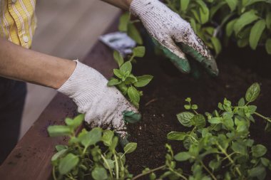 Bahar bahçıvanlığı, çiçek tohumu ekme. Koruyucu eldivenler giymiş bir bahçıvanın elleri.