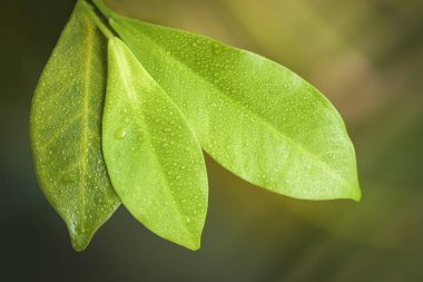 Genç yeşil ağaç yaprakları, bahar ve ekoloji konsepti, parlak arka plan