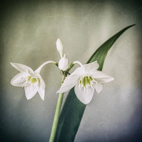 Vintage flower narcissus, old texture, square grunge background — Stock Photo, Image