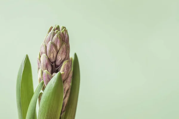 Young hyacinth light green background. Spring, gardening, holidays concept — Stock Photo, Image