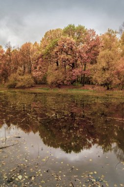 Ormanın arka planında altın ağaçlarla dolu bir göl. Sonbahar suları, sonbaharda kırsal alanlar.