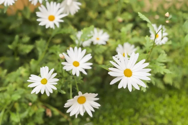 Dzikie stokrotki kwiaty na wietrze, selektywne skupienie. Koncepcja pór roku, ekologia, zielona planeta, naturalna zielona apteka, perfumeria — Zdjęcie stockowe