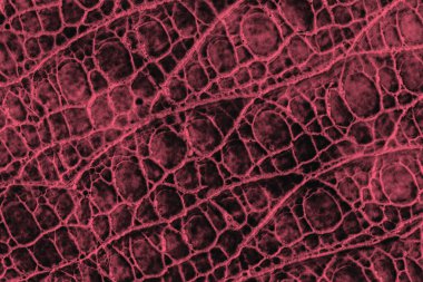 Hakiki deri kabartmalı pullu sürüngenler yakın plan, bordeo renk deseni, arka plan için, kopyalama alanı
