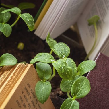 Çiy damlalarıyla yeşil filizler, açık kitapların arasında yağmur. Bilgi kavramı, kavrayış, ekoloji