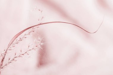 Meadow tahıl bitkisi ile soyut bir arka plan, yumuşak pembe renk, yüksek anahtar, seçici odak, doğa duvar kağıdı