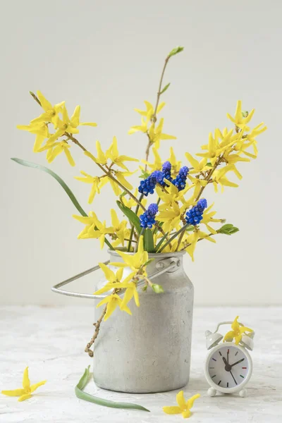 Blumenstrauß aus gelben Blüten der Forsythie in alter Aluminiumdose und Wecker, ländlicher Hintergrund, Konzept der Ankunft des Frühlings oder Sommers — Stockfoto