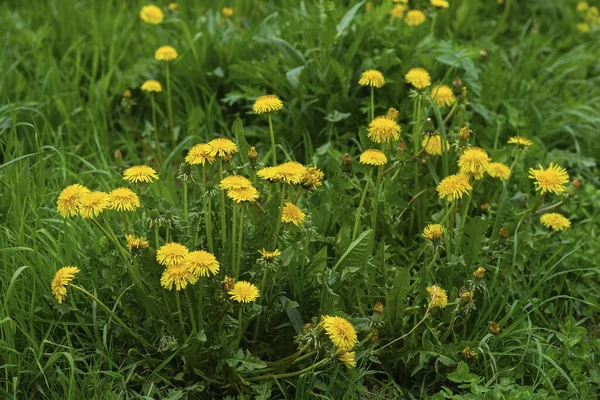 Maj dzień, jasne żółte mniszki lekarskie w zielonej trawie, sezon wiosenny lato, naturalne tło — Zdjęcie stockowe
